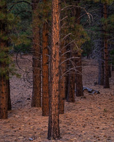 Glowing Pines, Sunset _IMG7356.jpg
