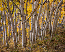 Inside the Aspen _IMG7381-Editv2.jpg