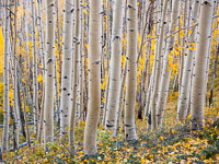 aspen-forest-boulder-mountain-utah.jpg