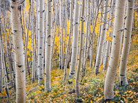 Aspen Forest, Boulder Mountain, Utah aspen-forest2-boulder-mountain-utah.jpg
