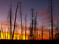 burned-forest-sunset-grand-canyon-national-park-arizona.jpg