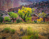 Canyon Rain canyon-rain-fall-color-capitol-reef-national-park-utah.jpg