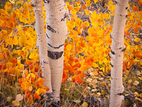 Aspen Detial forest-floor-aspen-leaves-boulder-mountain-utah.jpg