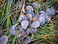 frosty-aspen-leaves-duck-creek-utah.jpg