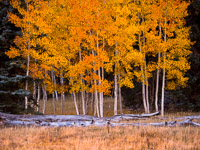 north-rim-aspen-glow-grand-canyon-national-park-arizona.jpg