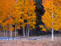 north-rim-aspen-glow2-grand-canyon-national-park-arizona.jpg