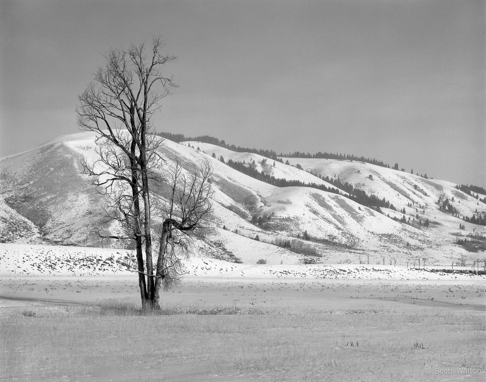 BareTreeSnowyHillsTetonsWinter-BW-homescan.jpg