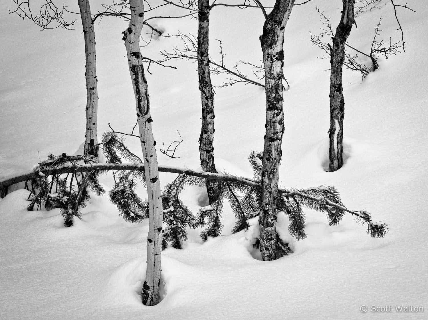 aspen-detail-snow-grand-teton-national-park-wyoming.jpg