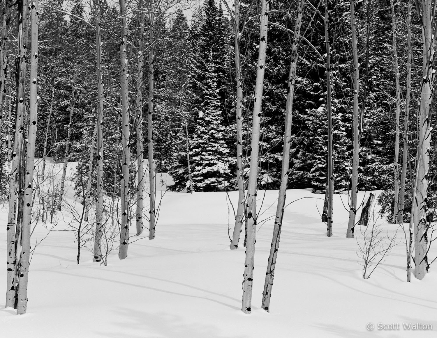 aspen-fir-snow-rockefeller-parkway-grand-teton-national-park-wyoming.jpg