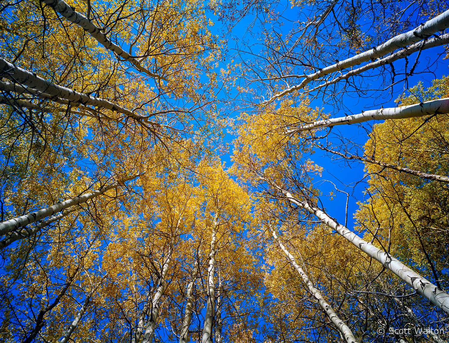 aspen-up-grand-teton-national-park-wyoming.jpg