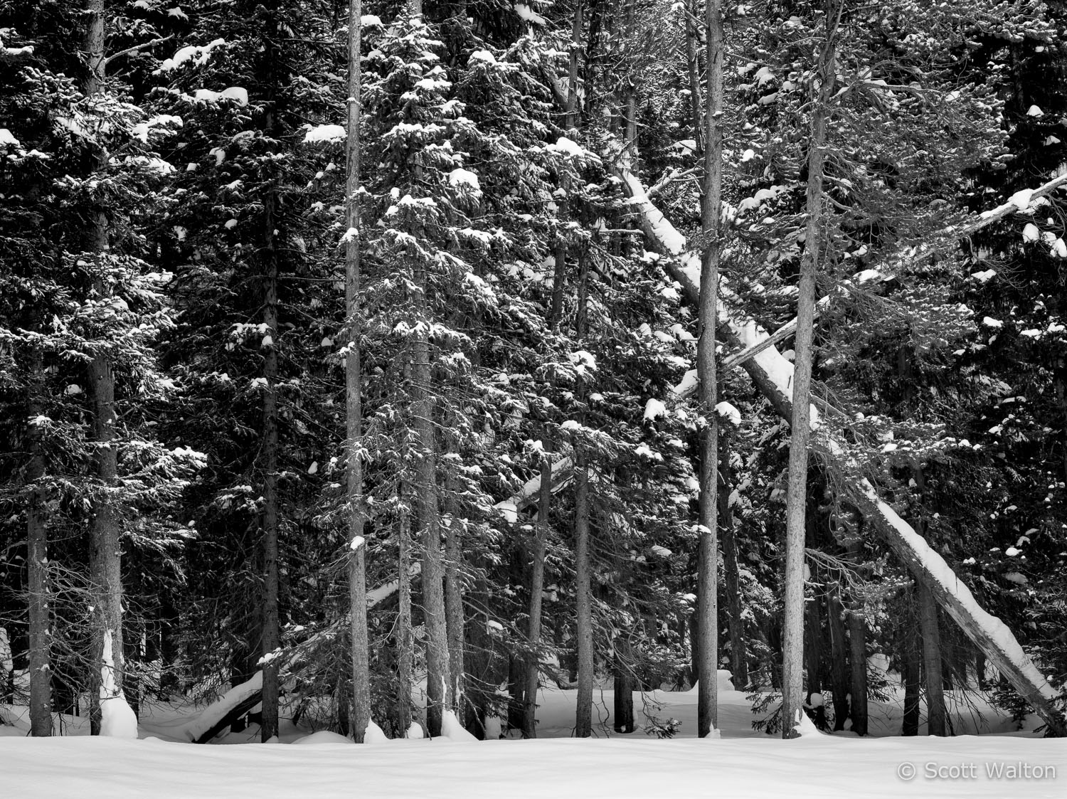 crossed-pines-snow-grand-teton-national-park-wyoming.jpg