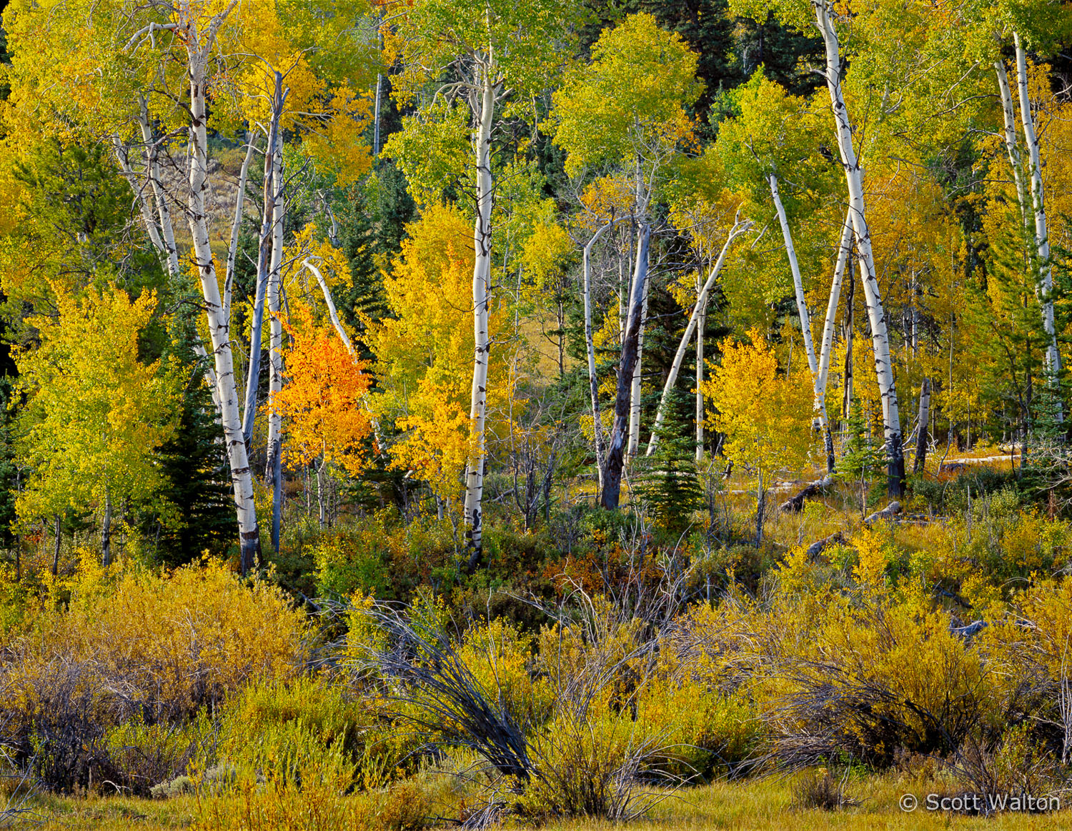 fall-forest-grand-teton-national-park-wyoming.jpg