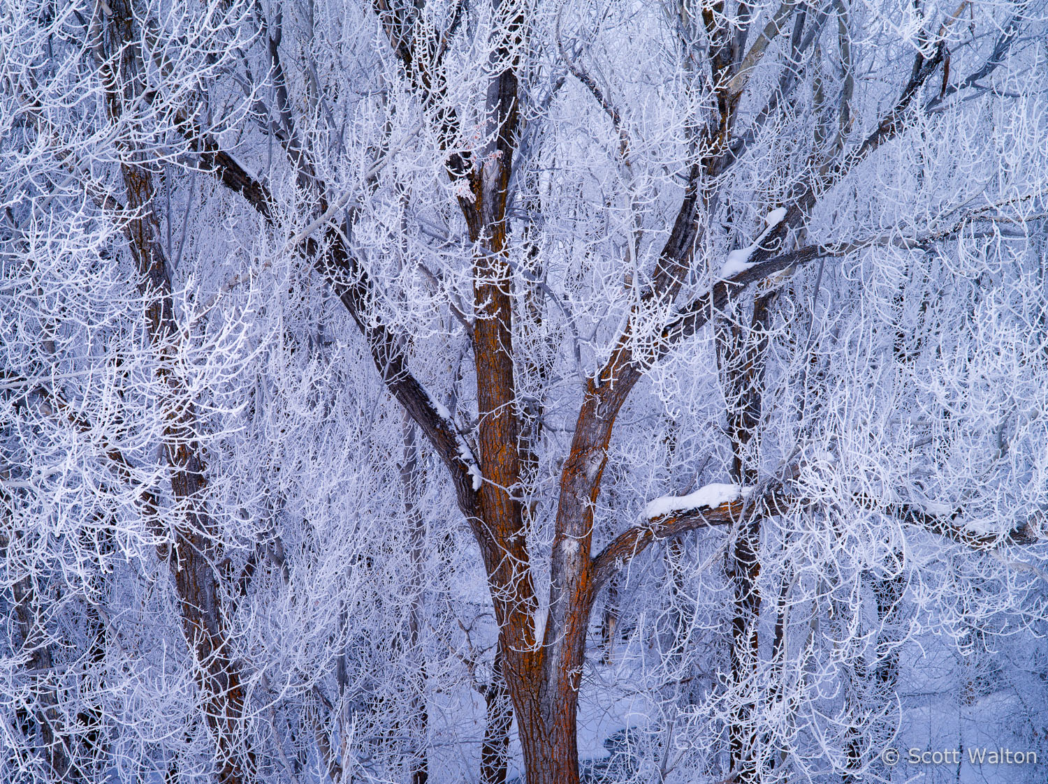 frost-covered-tree-grand-teton-national-park-wyoming.jpg