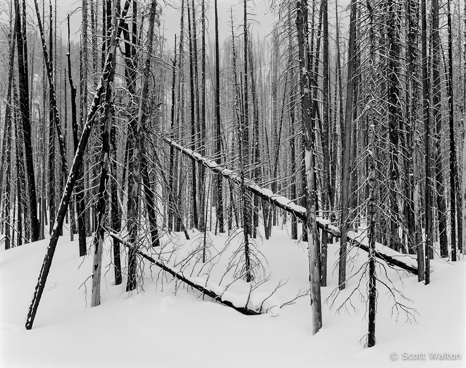 leaning-burned-trees-snow-rockefeller-parkway-grand-teton-national-park-wyoming.jpg
