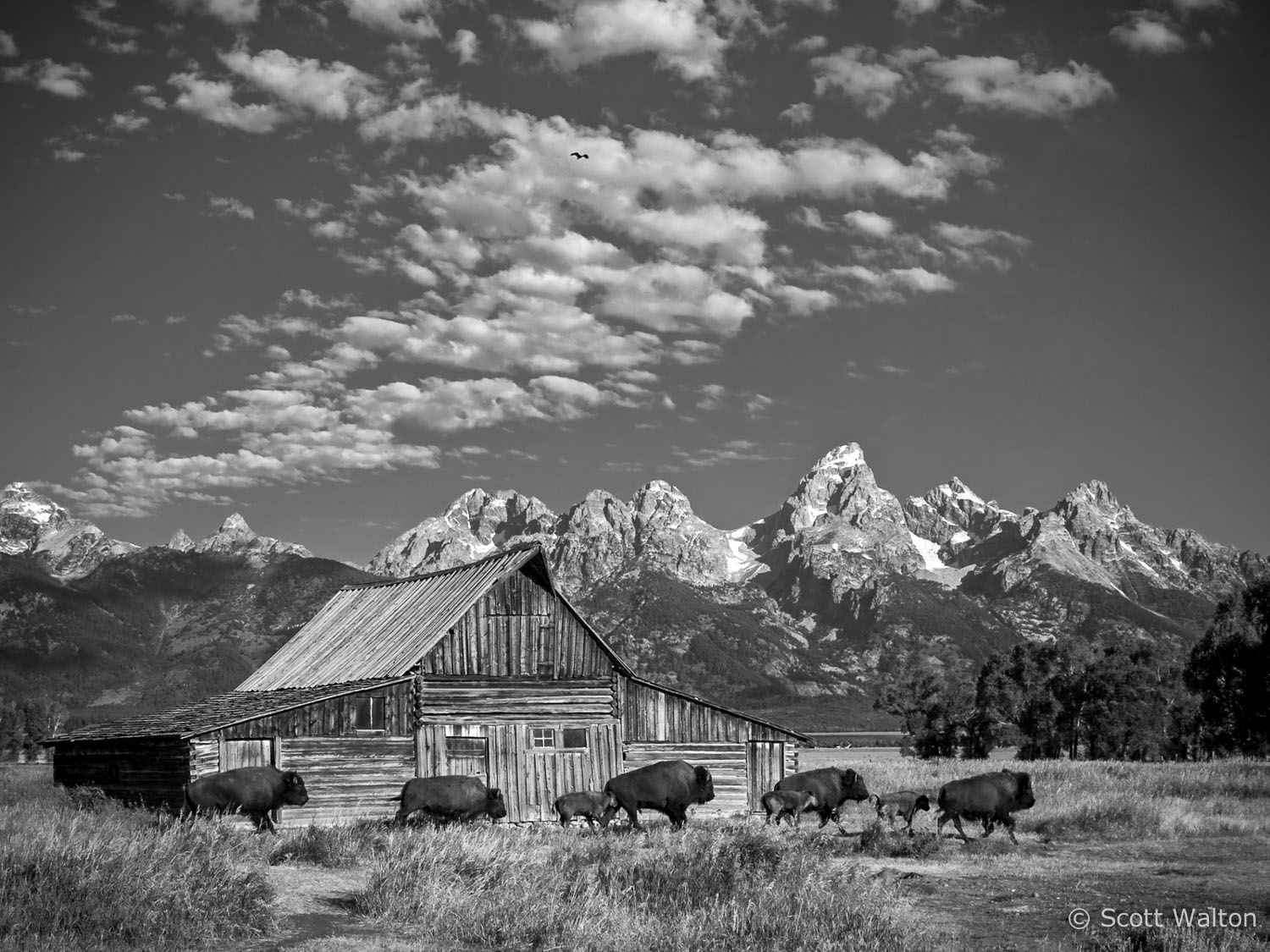 moulton-barn-buffalo-bw-mormon-row-grand-teton-national-park-wyoming.jpg