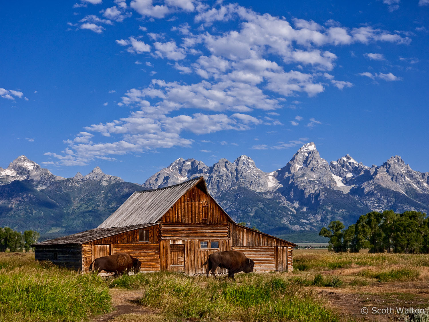 moulton-barn-buffalo-color-mormon-row-grand-teton-national-park-wyoming.jpg