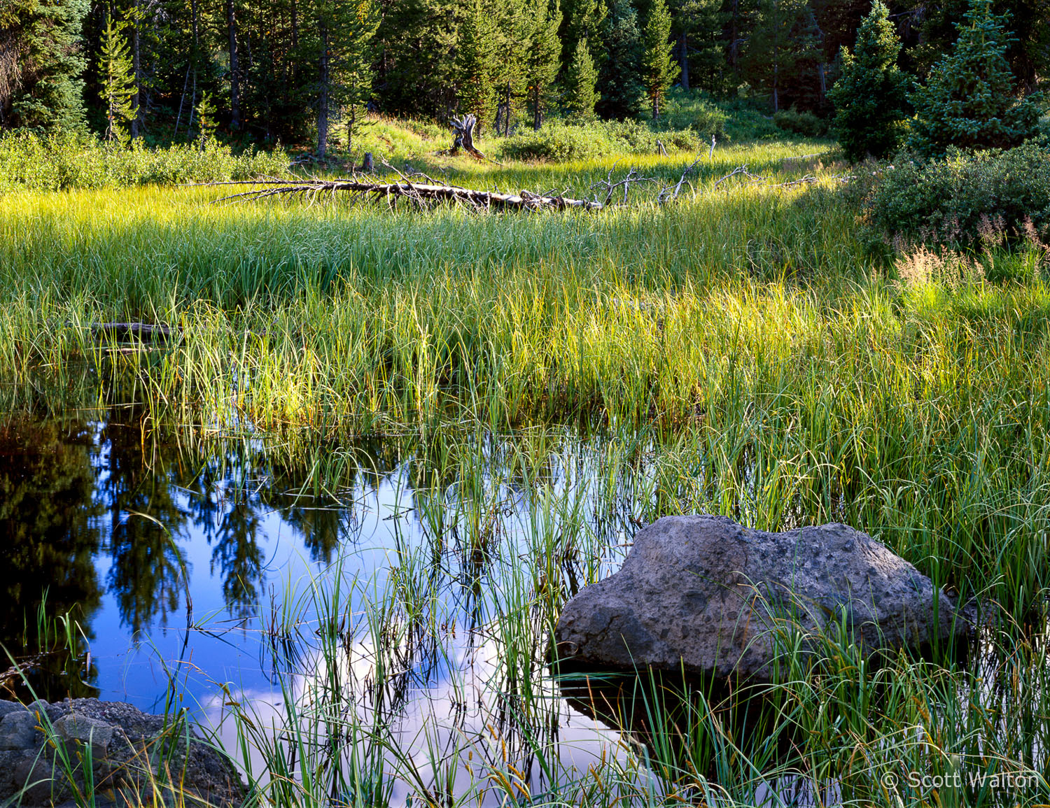 rock-pool-grasses-grand-teton-national-park-wyoming.jpg