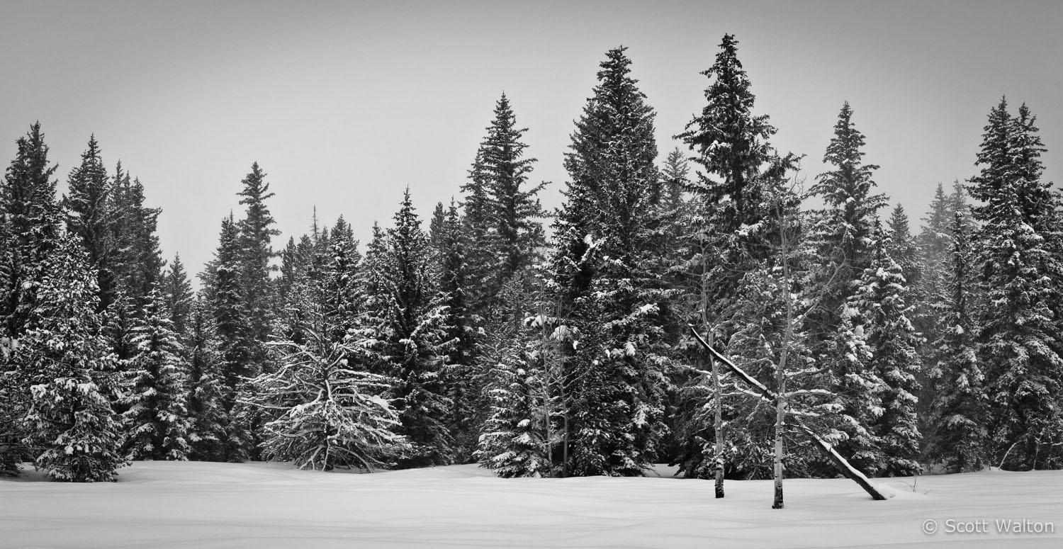 snowy-forest-pano-grand-teton-national-park-wyoming.jpg