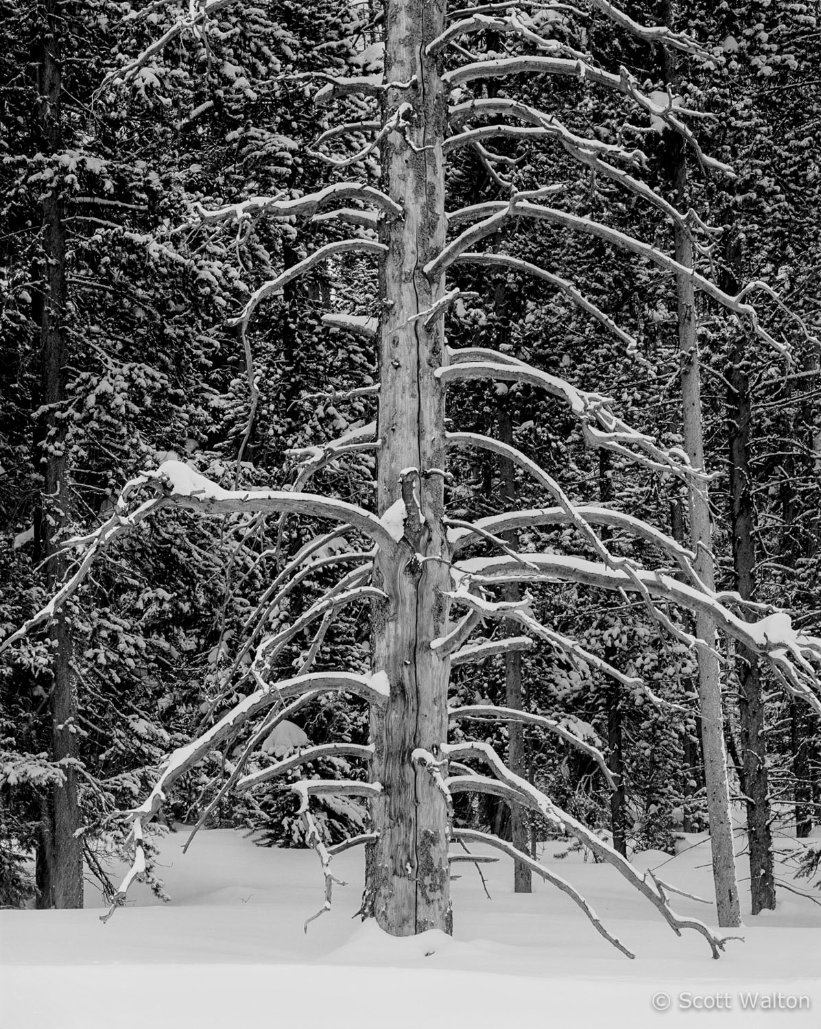 tree-snow-rockefeller-parkway-grand-teton-national-park-wyoming.jpg