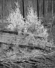 YellowstoneBurnFallFoliageTangledBranches-tmax100-homescan.jpg