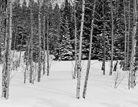 aspen-fir-snow-rockefeller-parkway-grand-teton-national-park-wyoming.jpg