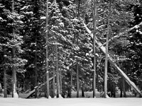 crossed-pines-snow-grand-teton-national-park-wyoming.jpg