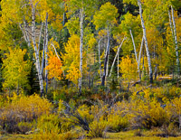 fall-forest-grand-teton-national-park-wyoming.jpg