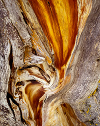 limber-pine-detail-grand-teton-national-park-wyoming.jpg