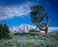 old-patriarch-grand-teton-national-park-wyoming.jpg