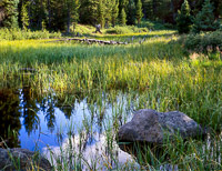 rock-pool-grasses-grand-teton-national-park-wyoming.jpg