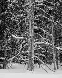tree-snow-rockefeller-parkway-grand-teton-national-park-wyoming.jpg