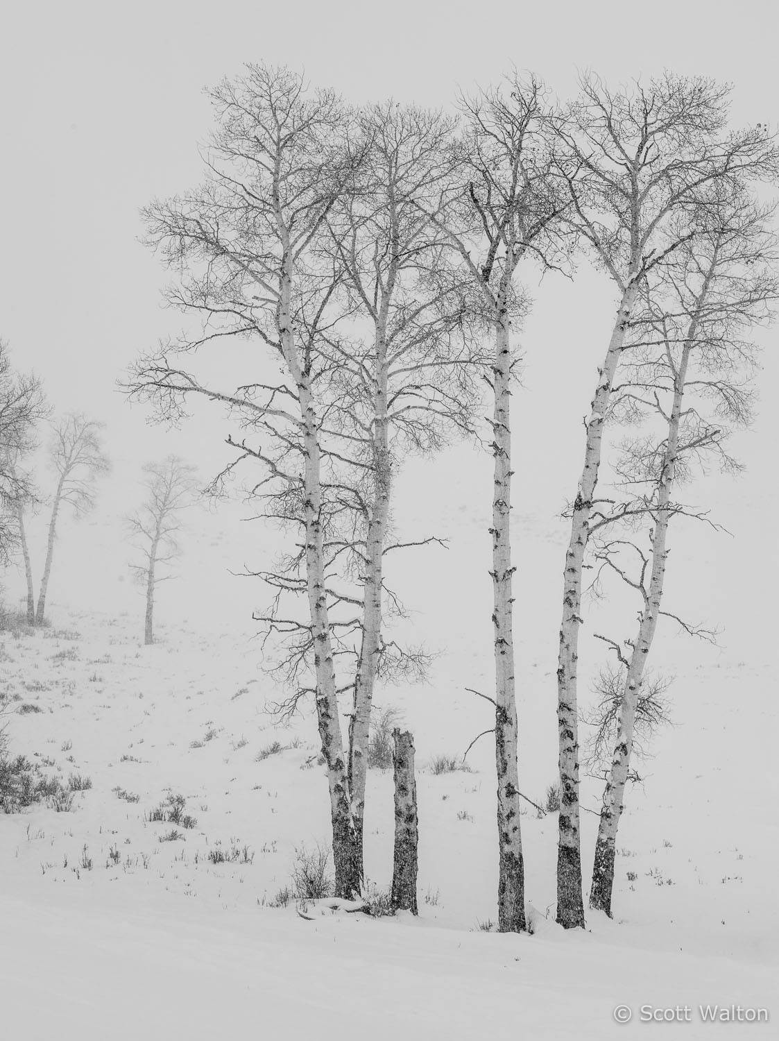 aspen-blowing-snow-yellowstone-national-park-wyoming.jpg