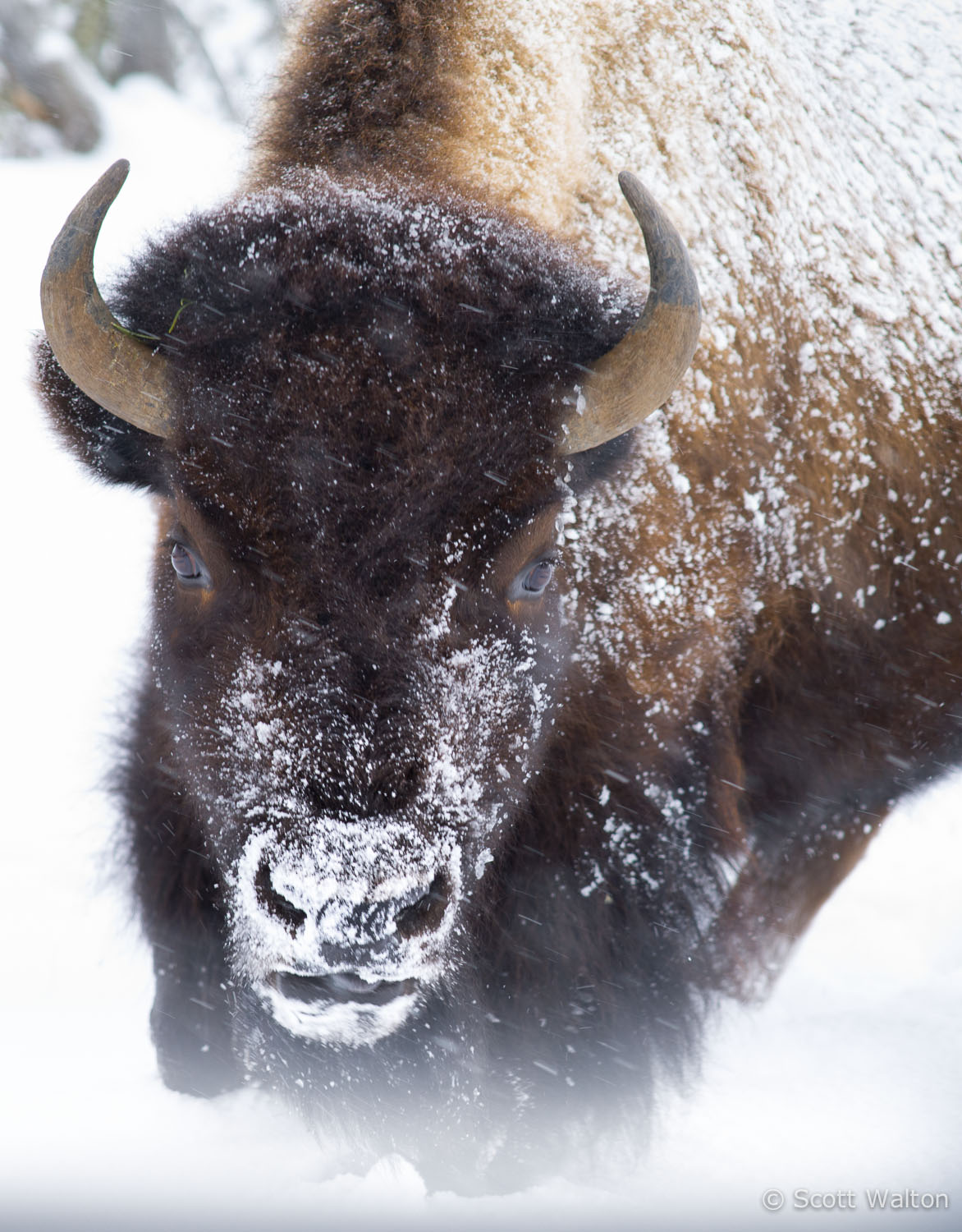 bison-charging-snow-yellowstone-national-park-wyoming.jpg