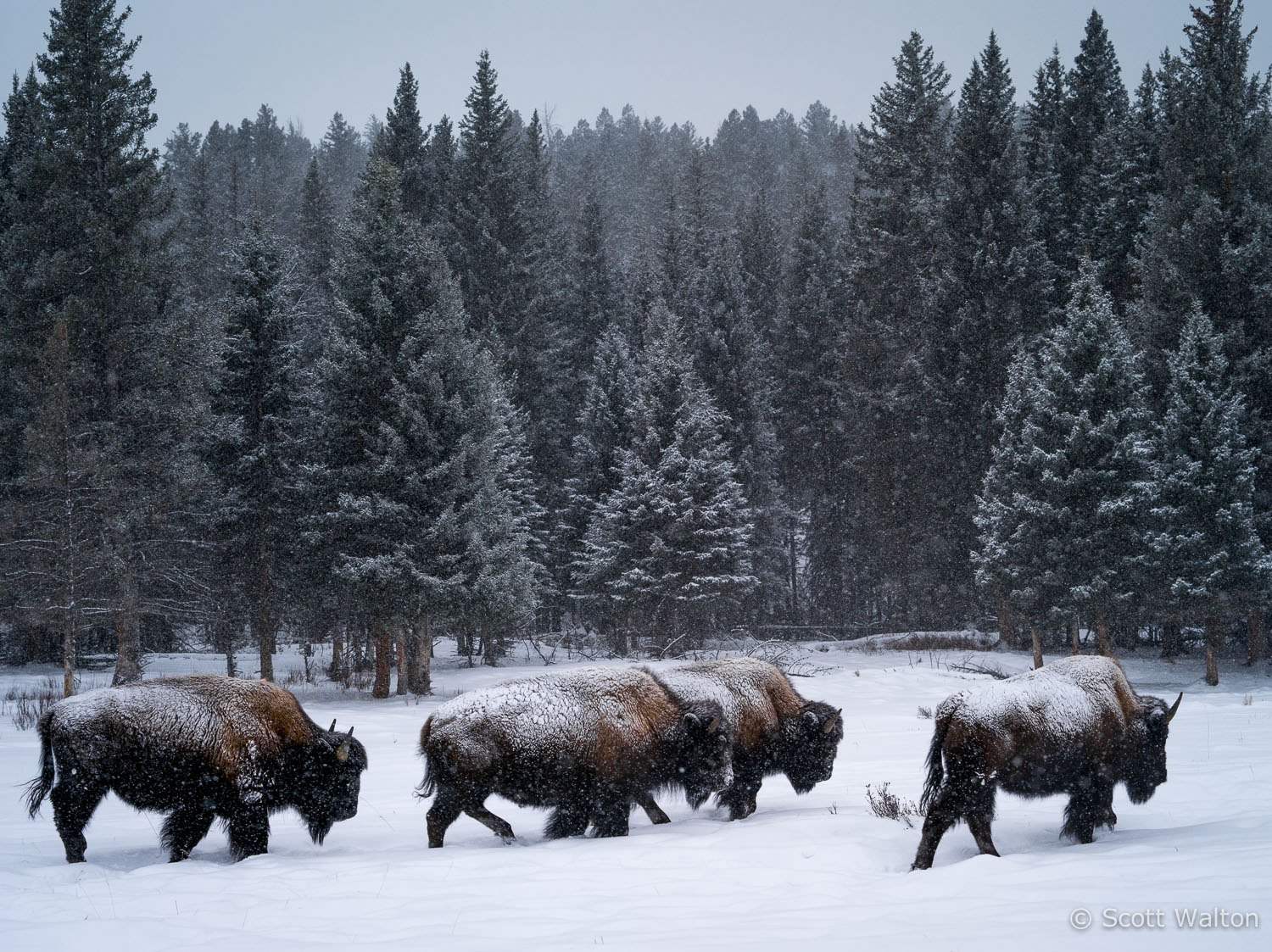 bison-herd-winter-yellowstone-national-park-wyoming.jpg