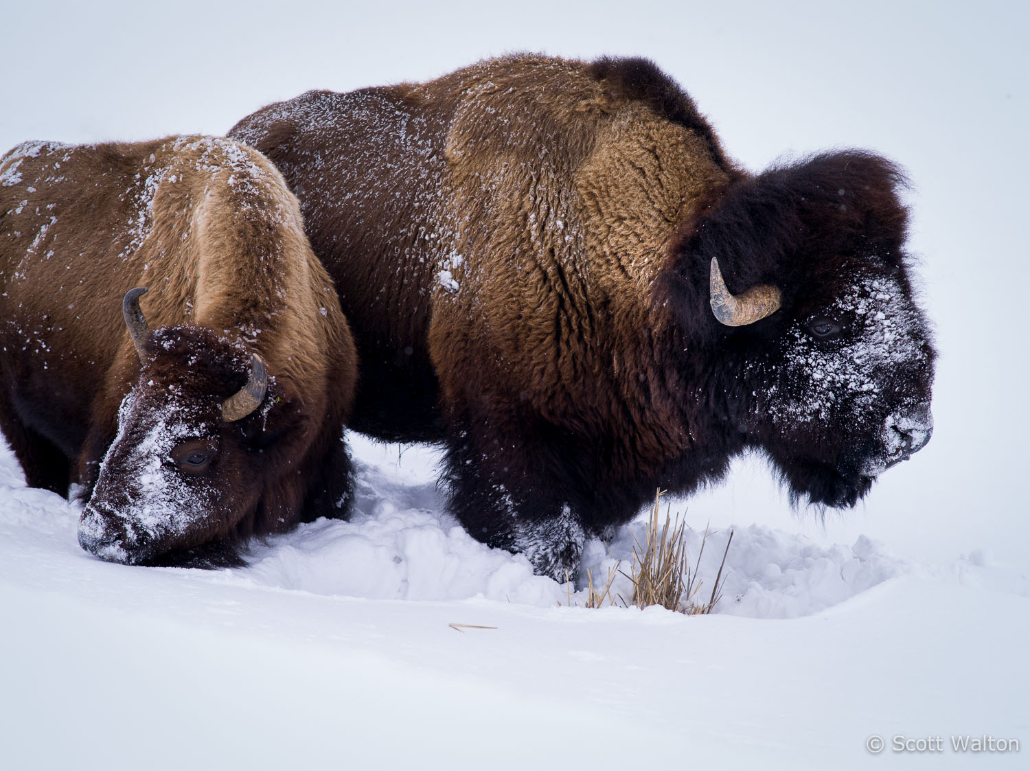 bison-pair-grazing-snow2-yellowstone-national-park-wyoming.jpg