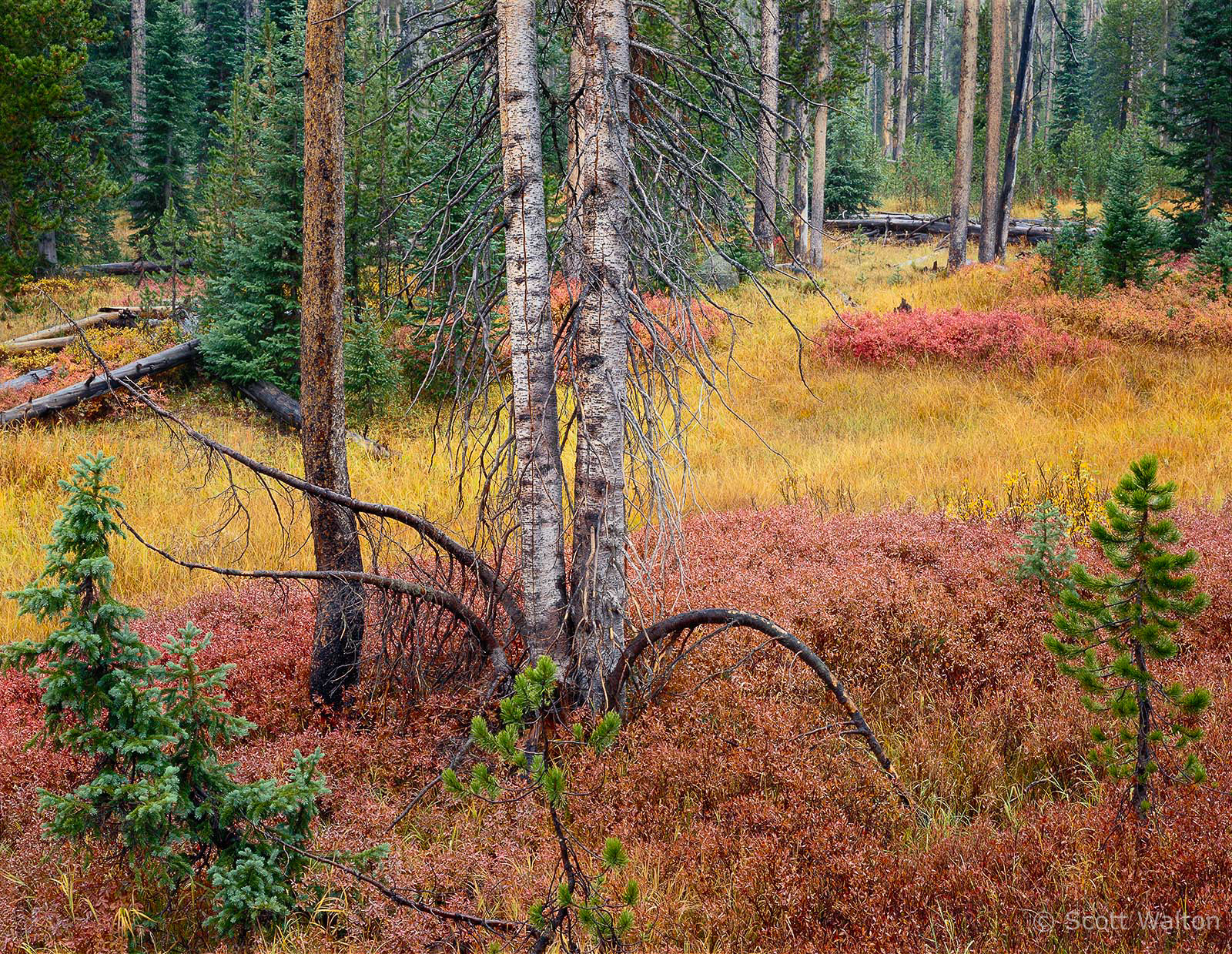 fall-forest-rain-yellowstone-national-park-wyoming-v2.jpg