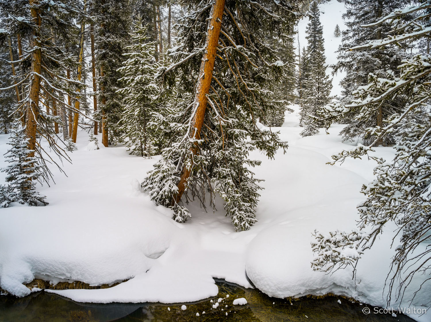 forest-detail-loop-road-snow-yellowstone-national-park-wyoming.jpg