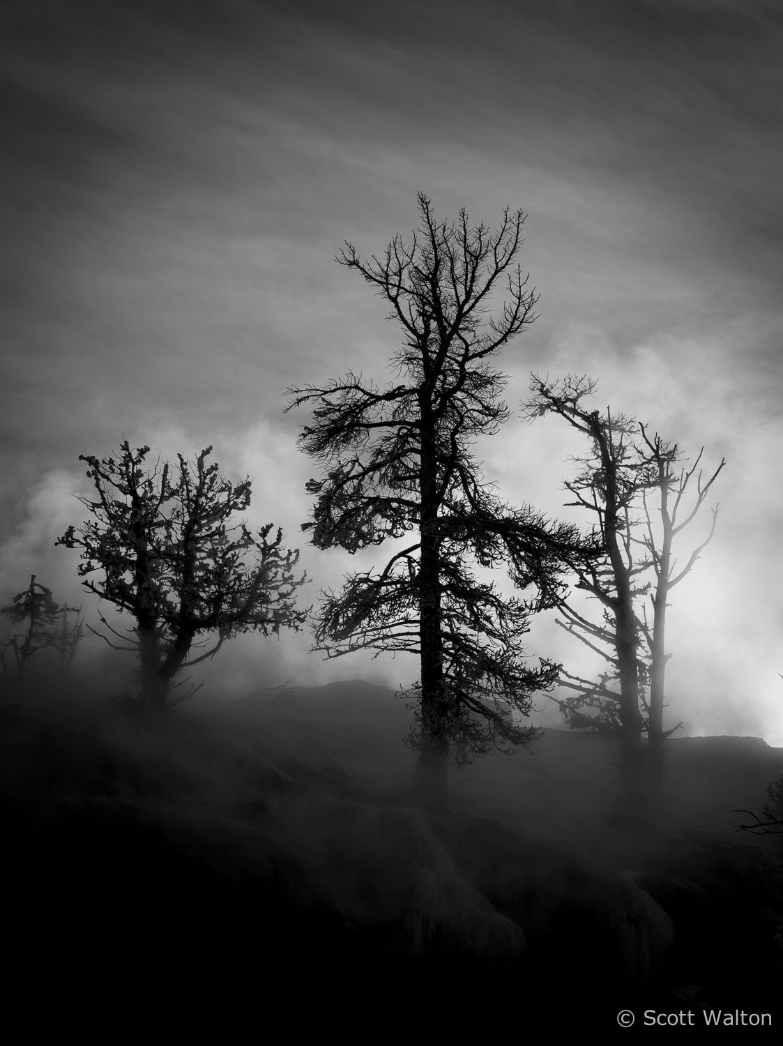 frosty-trees-mammoth-vert-yellowstone-national-park-wyoming.jpg