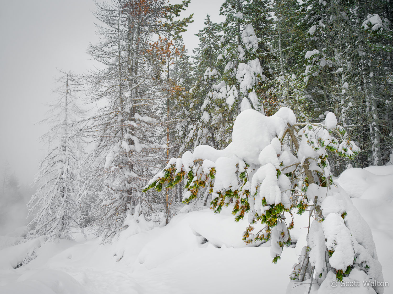 heavy-snow-norris-geyser-basin-yellowstone-national-park-wyoming.jpg