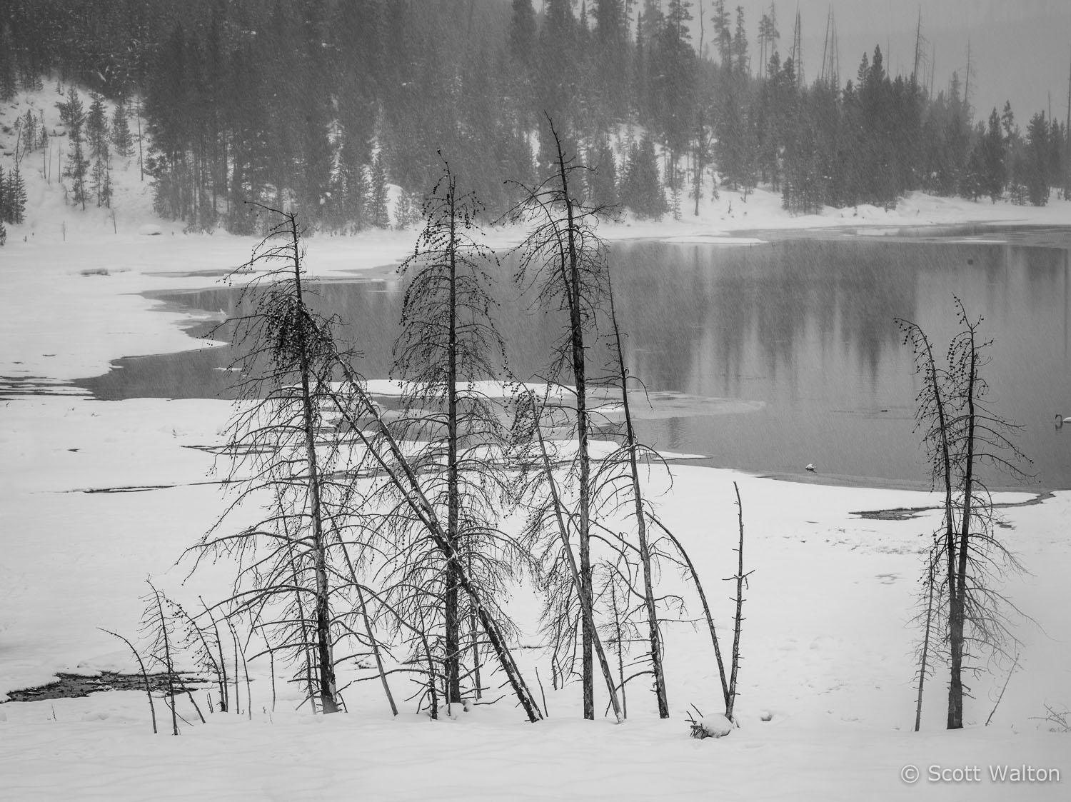 nymph-lake-snowstorm2-yellowstone-national-park-wyoming.jpg