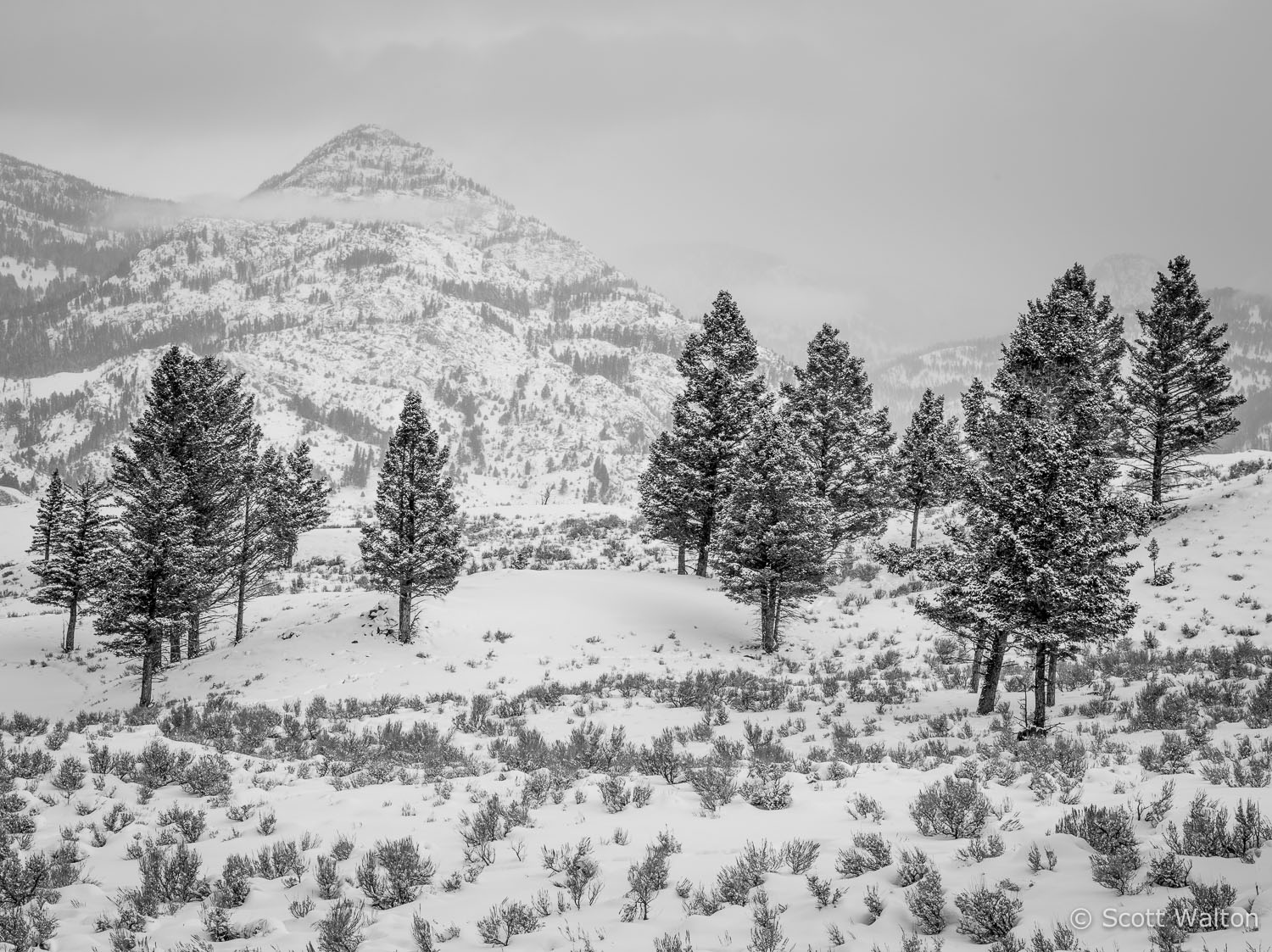 pines-snow-yellowstone-national-park-wyoming.jpg