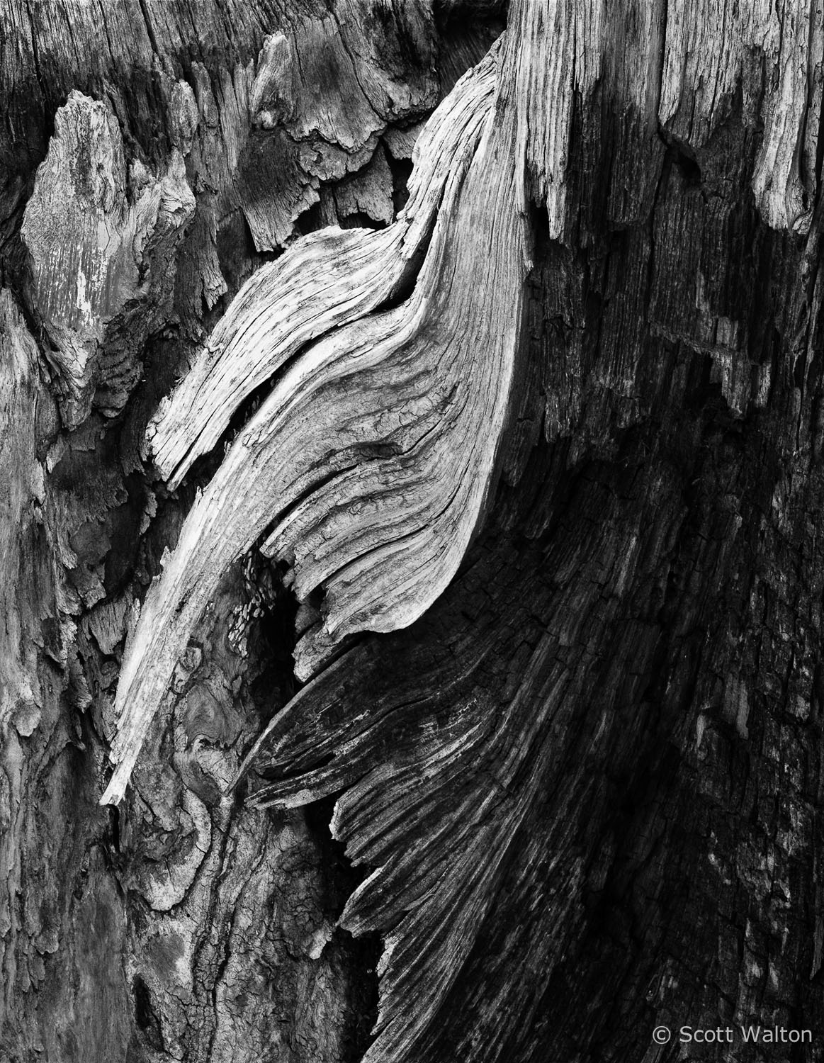 taking-flight-log-detail-yellowstone-national-park-wyoming.jpg