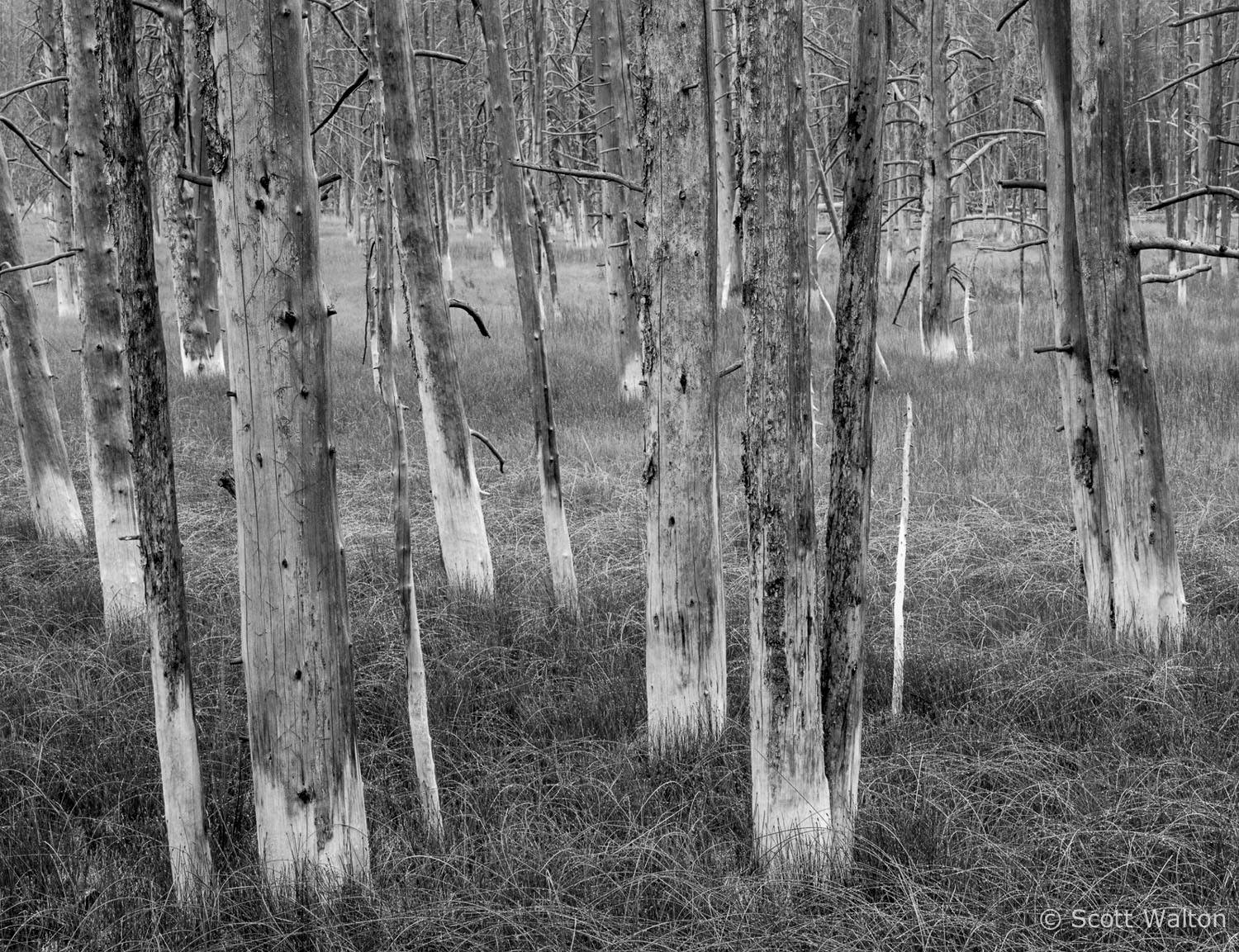 wick-trees-bw-yellowstone-national-park-wyoming.jpg