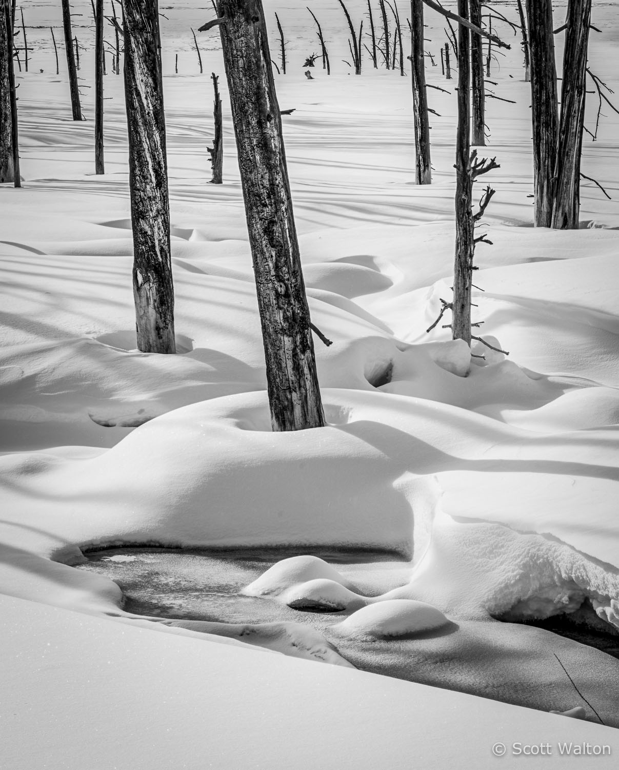 wick-trees-winter-vert-yellowstone-national-park-wyoming.jpg