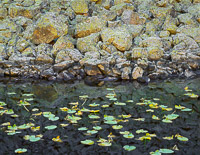 Isa-Lake-Lily-Pads-Boulders-Yellowstone-national-park-wyoming.jpg