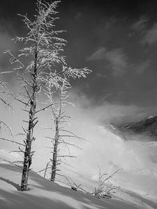 Frosted Trees, Canary Spring, Mammoth _IGP0318.jpg