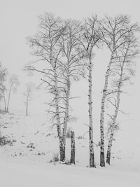 aspen-blowing-snow-yellowstone-national-park-wyoming.jpg