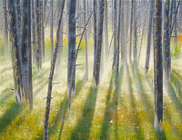 backlit-wick-trees-yellowstone-national-park-wyoming-v2.jpg