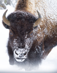 Bison charging through the blowing snow. bison-charging-snow-yellowstone-national-park-wyoming.jpg