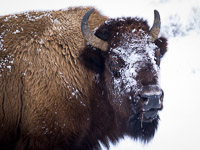 bison-grazing-snow-yellowstone-national-park-wyoming.jpg